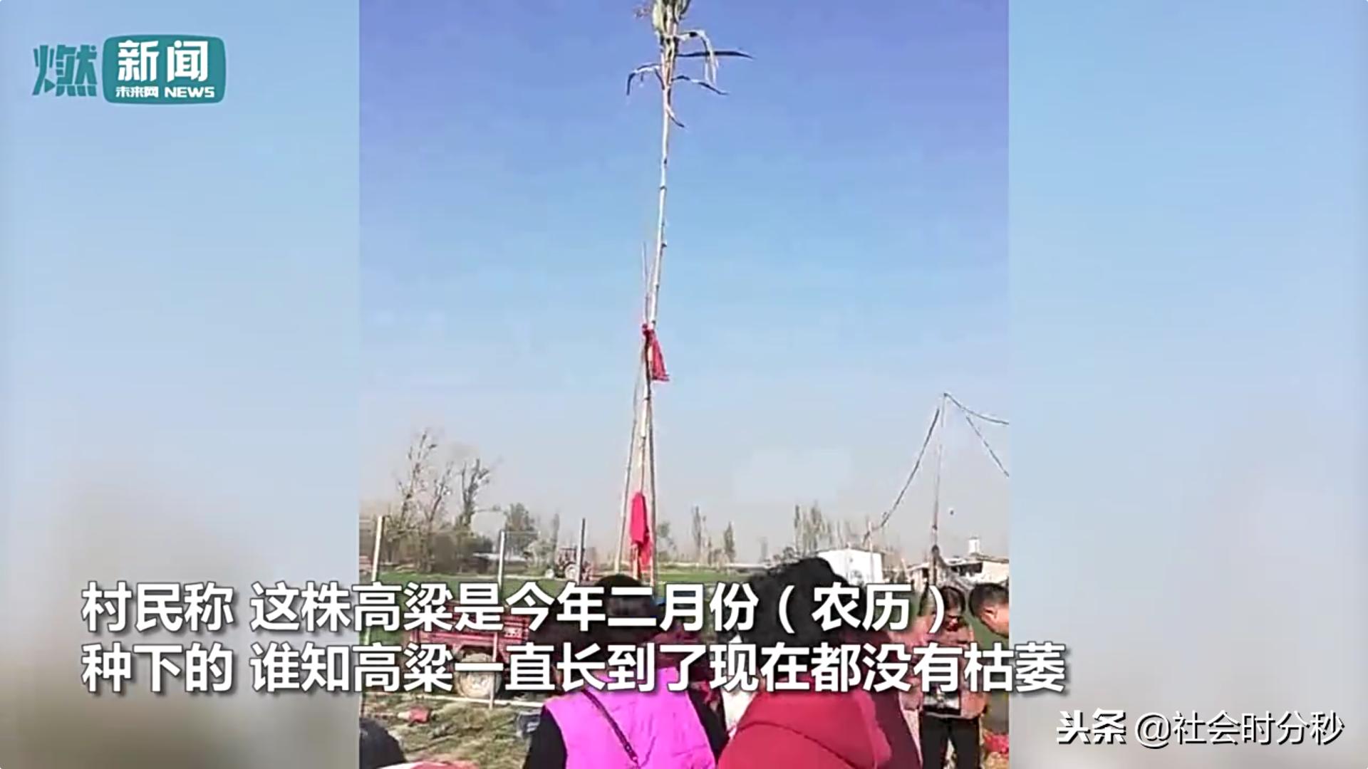 山东5.7米“神高粱”引来村民烧香跪拜警方：是迷信已铲除