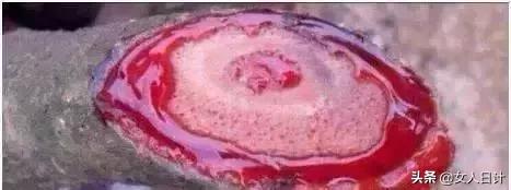 山上随便砍的藤条,竟然比金刚还牛逼!(附带制做方法)