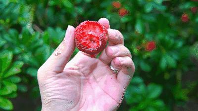 兰溪杨梅正式开摘！最强采摘攻略出炉，五十里杨梅长廊够吃吗？杨梅自由就是现在！