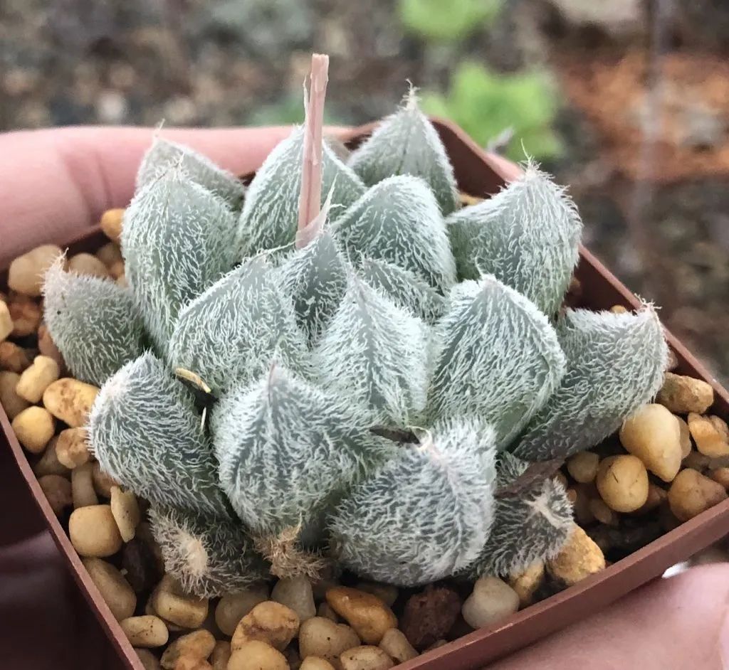 玉露叶片蔫了怎么扦插,玉露多肉徒长怎么养