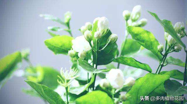 茉莉花四喜的养殖方法,养茉莉的正确方法