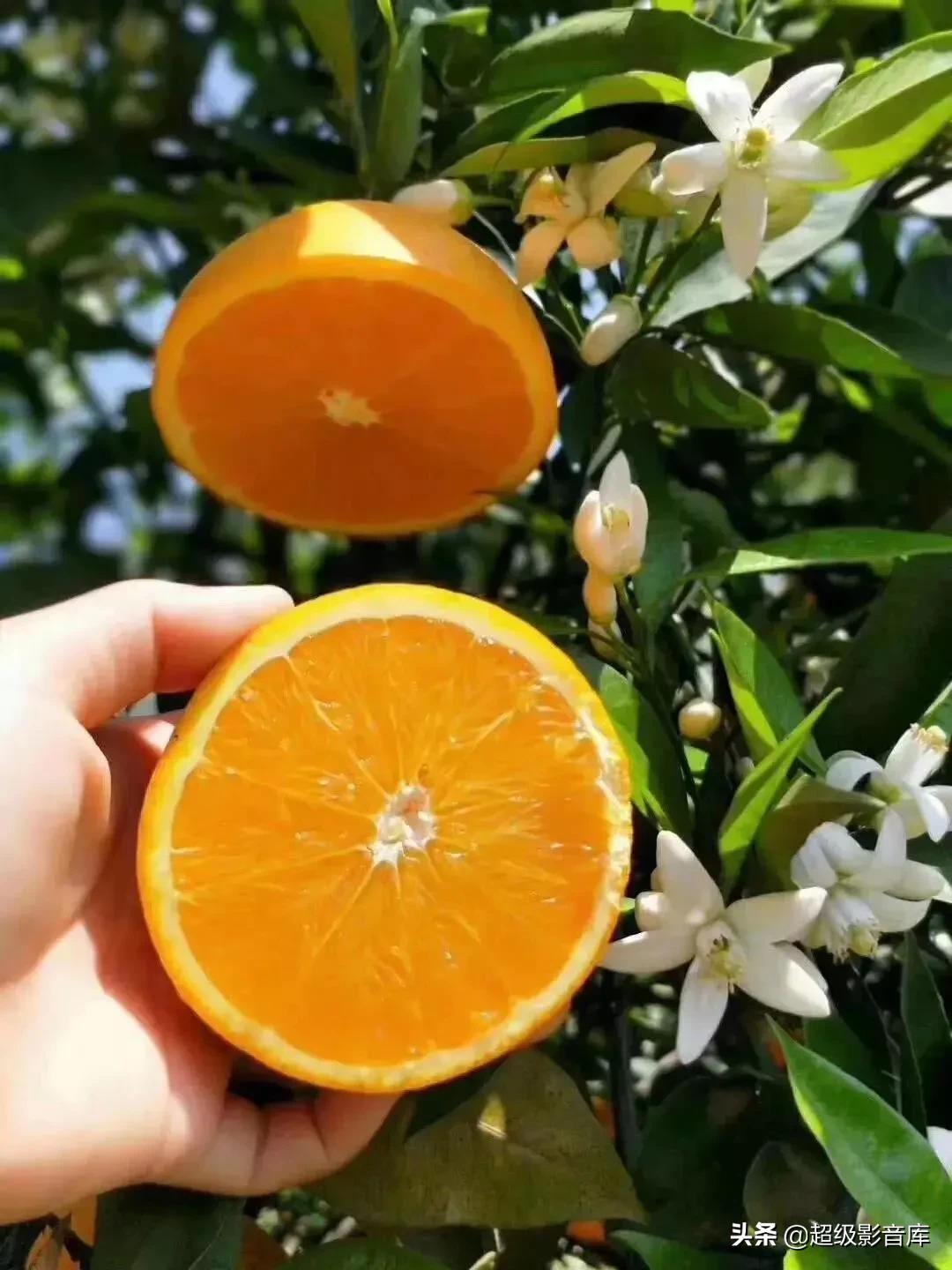 婀栧寳绉綊浼︽櫄鑴愭鐖嗙敎鐖嗘眮鍥炬枃,绉綊浼︽櫄鑴愭鐖嗘眮