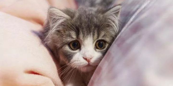 猫咪歪头会死吗,猫咪歪头是耳螨还是中耳炎