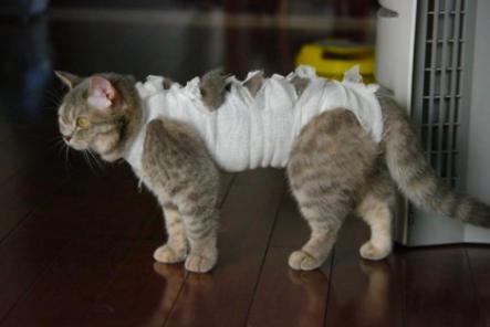 猫咪乳腺溃烂会自己好吗,猫咪乳腺有结节病变