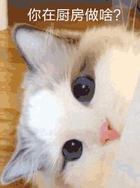 吸猫不得不知道的常识,沉迷吸猫的原因