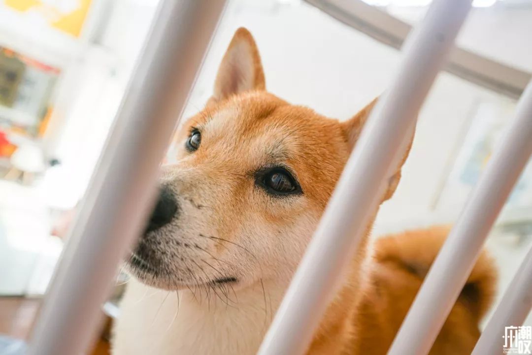 新潮展览+撸狗，广州这家新开的汪星人主题店萌爆了