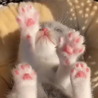 猫咪的爪子怎么捏,猫咪为什么不喜欢被铲屎官摸爪子