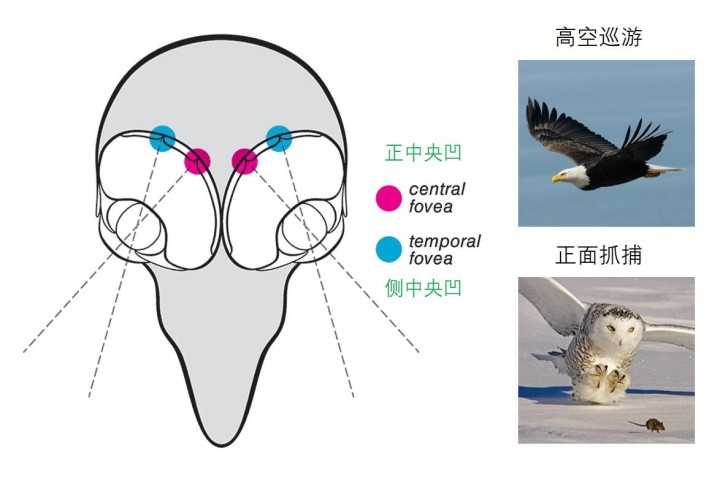 南京上空出现老鹰了吗,南京滨江上空近千只老鹰盘旋飞舞