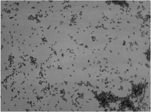 宝宝益生菌的正确食用方法吃几天,宝宝益生菌到底该怎么吃