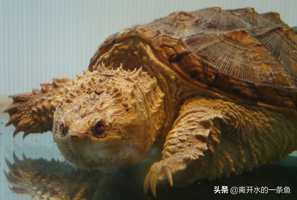 鳄龟怎么养龟背上才能长刺,鳄龟怎么养视频教程