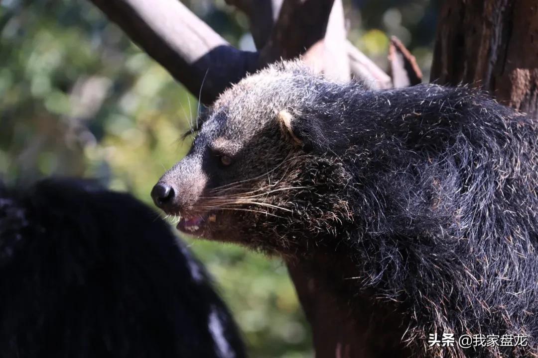 生物的多样性之美,生物多样性之美介绍