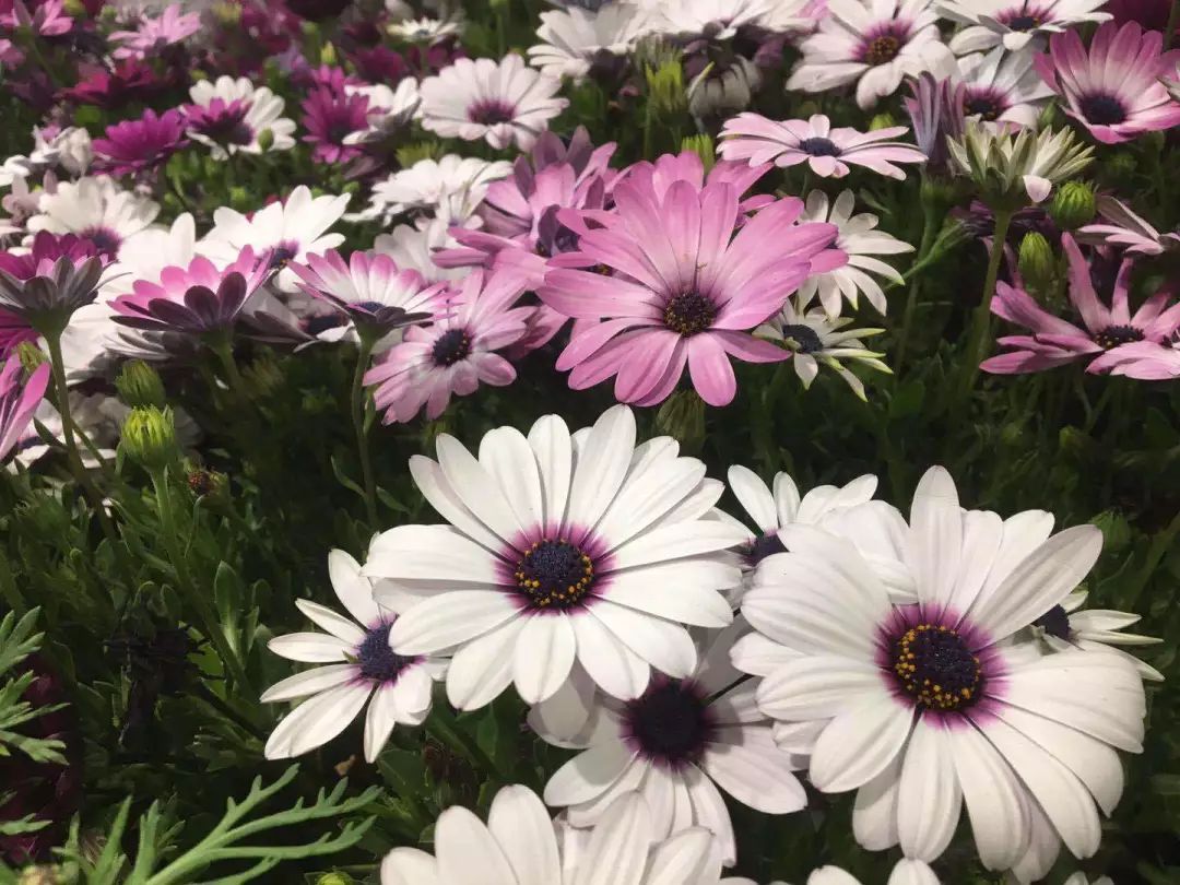 大连网上买花哪个平台好,大连买花到哪里