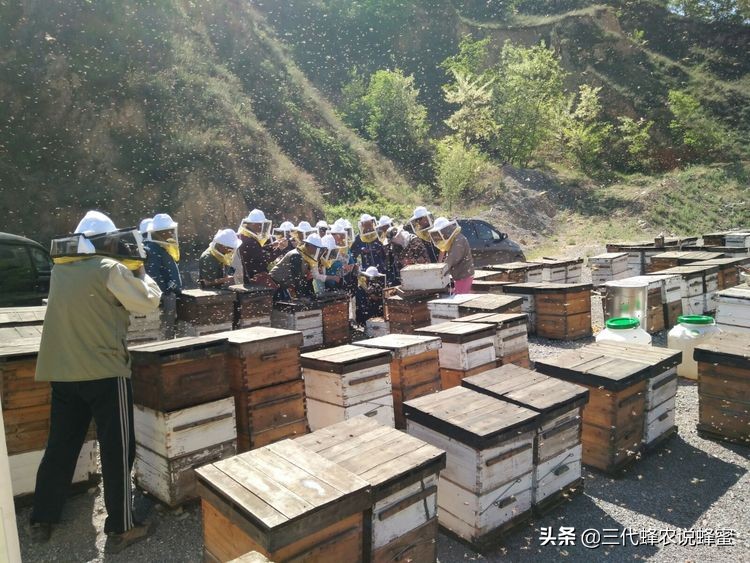 养蜂要懂的技术技巧有哪些,养蜂达到高产诱蜂最快方法