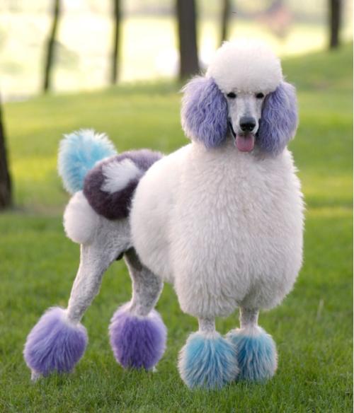 黑色贵宾犬好养吗,黑色贵宾犬为什么不建议养