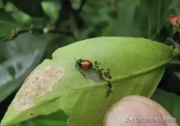 柑橘虫害高清图谱及防治方法,柑橘虫害物理消灭