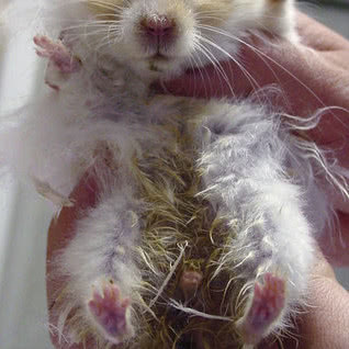 仓鼠湿尾了之后可以给他吃粮吗,仓鼠得了湿尾症没有药怎么办