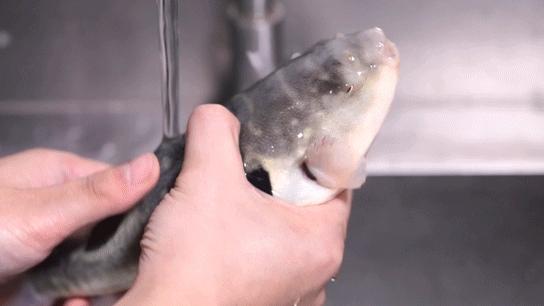 宝安人的顺德饭堂，生蚝用木桶蒸，还加黑松露