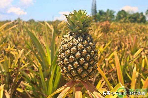 菠萝是怎么生长出来的过程,菠萝是长在土里还是长在上面