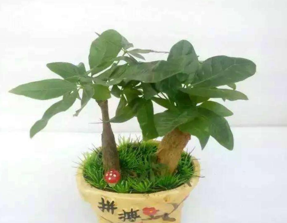 冬天冻伤的发财树春天还会长吗,发财树如何防止霜冻