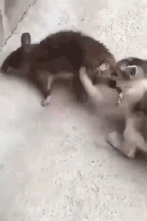 油爪猫是什么猫,油爪子猫