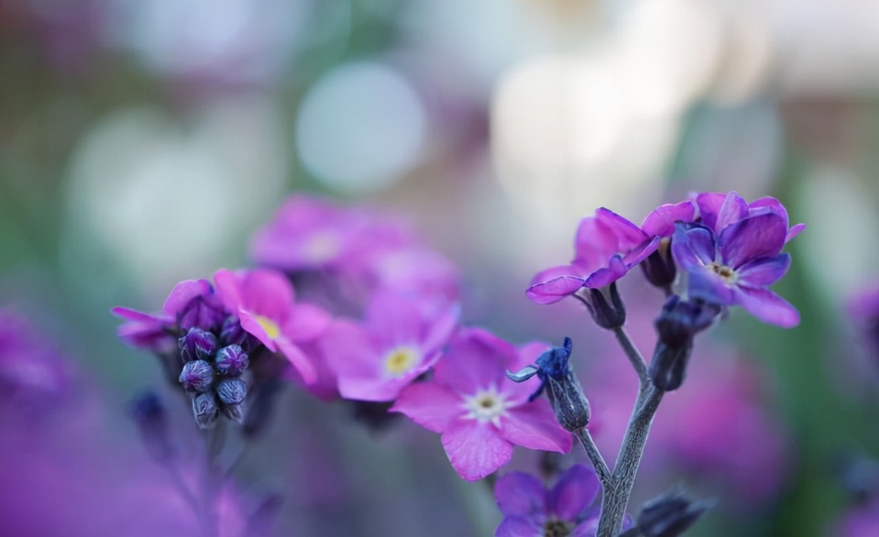 坚持丁克的9年,坚持丁克的人老了过得怎么样