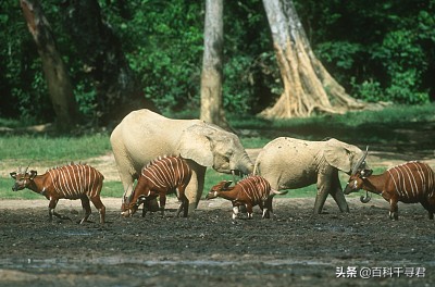 在非洲的热带雨林里,还生活着第三种大象——非洲森林象