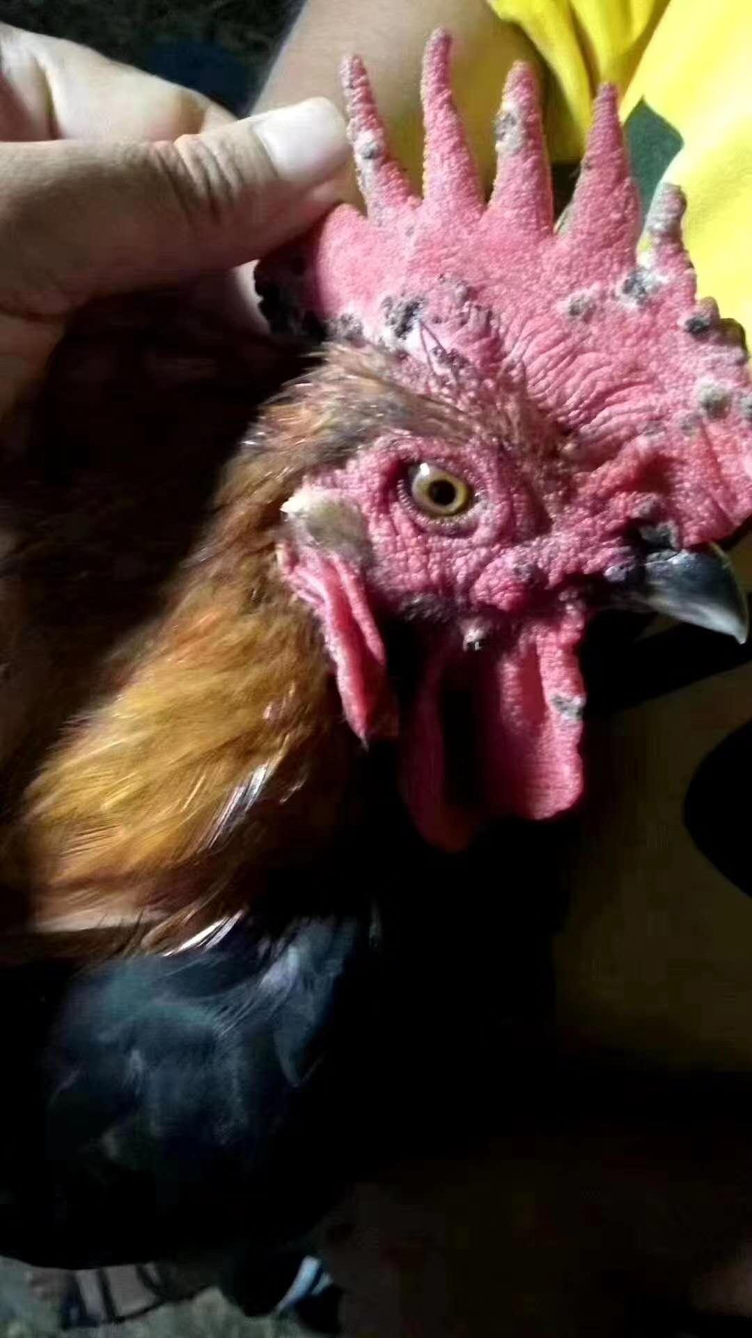 鸡养殖常见的疾病如何防治,秋季鸡病的防治方法