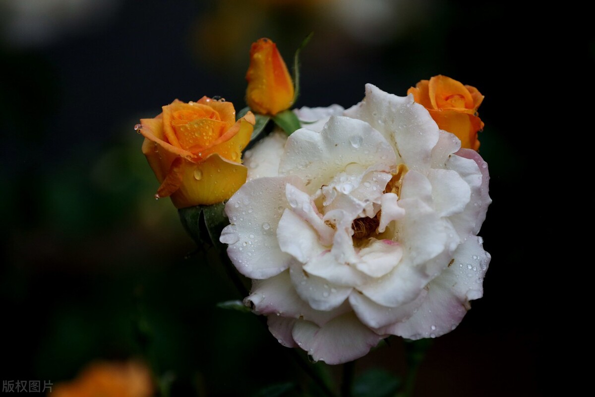 蓝色妖姬浪漫情怀,蓝色妖姬忧郁蓝调