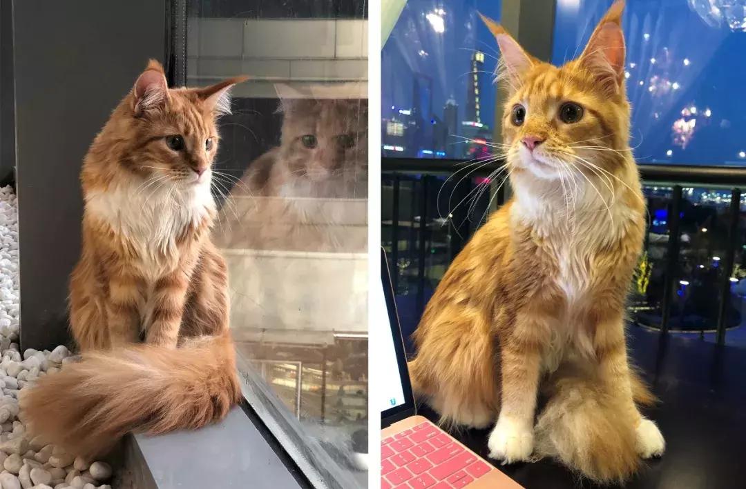 外滩惊现天价「奶盖雪蟹」，比宝马还贵