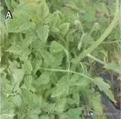 番茄界的“杀手”TY病毒和褪绿病毒，怎么对付？