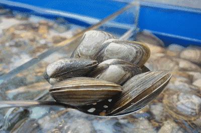 蛤蜊蒸蛋鲜到掉眉毛,蛤蜊蒸蛋的由来