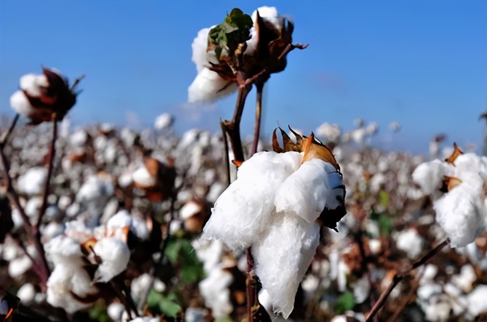 最好的棉花是什么棉怎么区分,长绒棉和普通棉花怎么鉴别