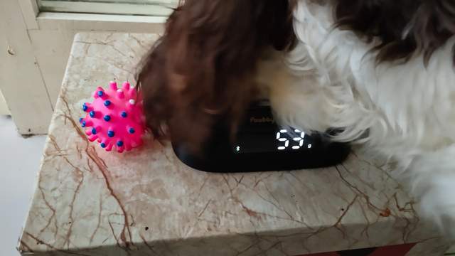 心中有数吃多少，避免主子吃撑大胖子，Pawbby智能宠物碗体验