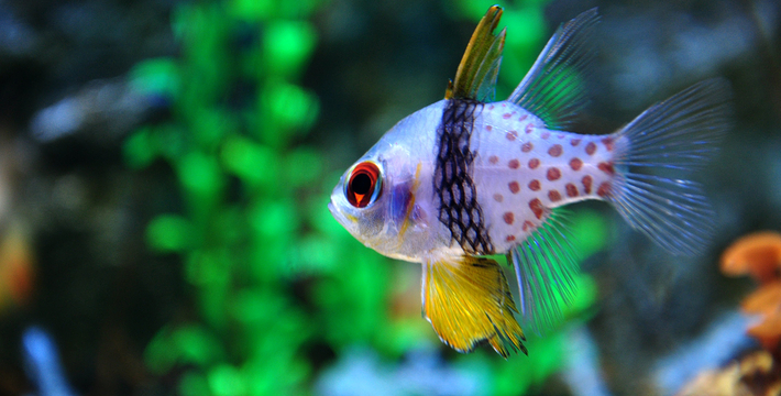 北京富国海底世界,北京富国海底世界攻略