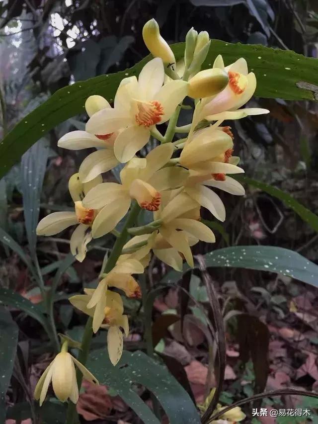 兰花推荐亭亭玉立的鹤顶兰,金斑鹤顶兰花