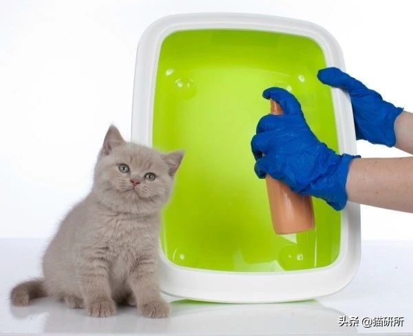 猫咪眼睛痒一直挠用什么眼药水,猫咪眼睛结膜炎怎么治疗