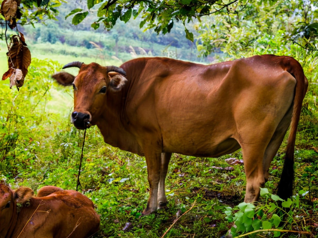 牛拉粪不成形最佳治疗方法,牛拉白色干粪球最快解决方法