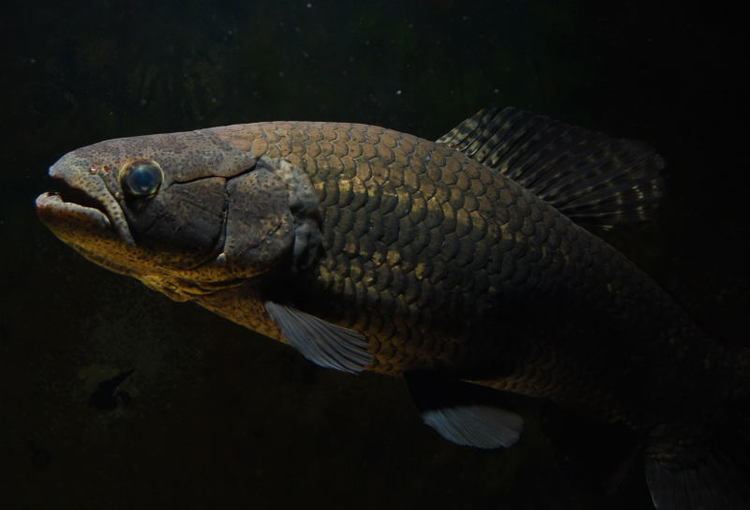 冷门热带小型观赏鱼,简单好养的观赏鱼都有哪些