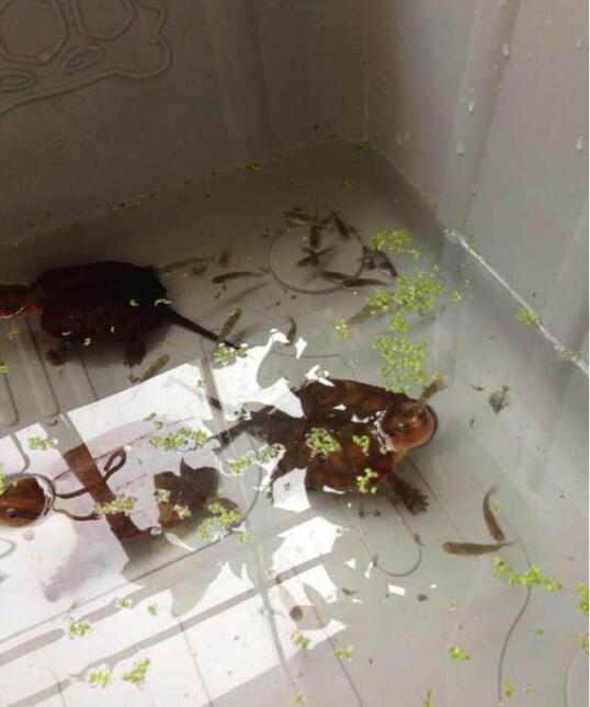 龟打架咬手,龟打架怎么办视频