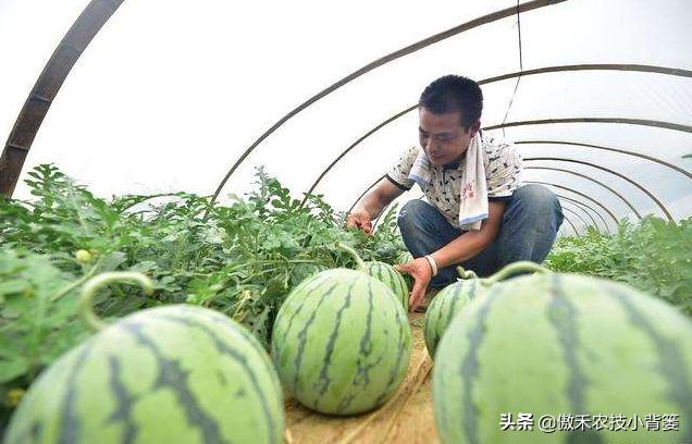 生石灰改良土壤的具体方法,撒石灰灭土壤病害