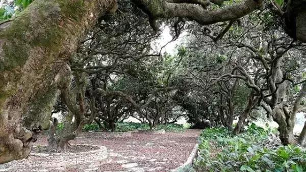 广东信宜|竟有53万华侨同胞来自这“八山一水一分田”之地?