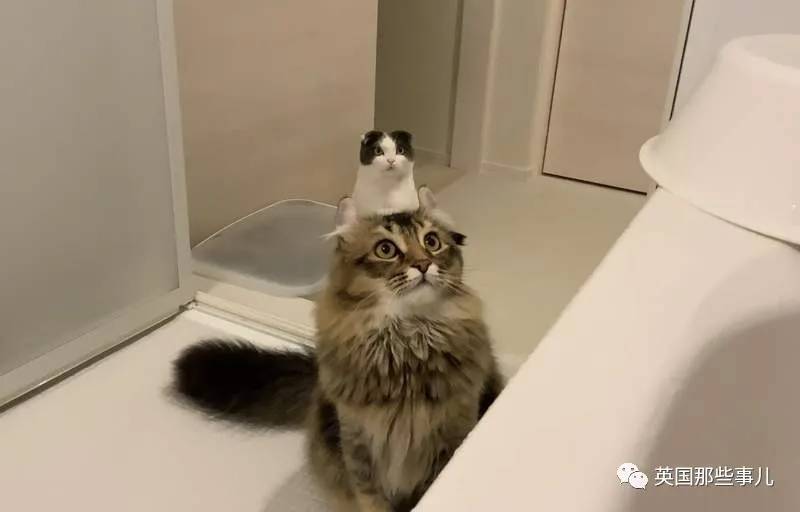 猫咪表情包喵星人,一组有故事的喵星人表情包