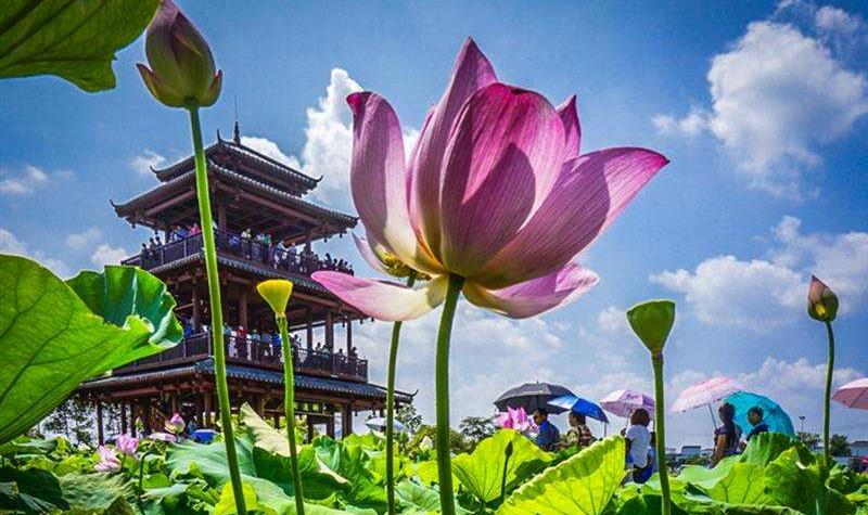 来自全天然营养食品，浓缩自然营养库——荷花粉