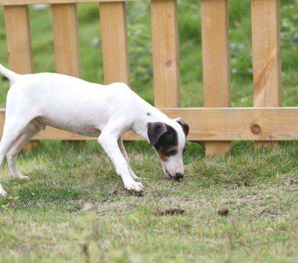 和杰克罗素犬相像的土狗,怎么区分杰克罗素狗和土狗