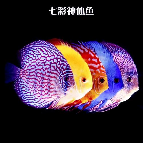 观赏鱼怎么饲养好看又简单,户外勇哥抓观赏鱼