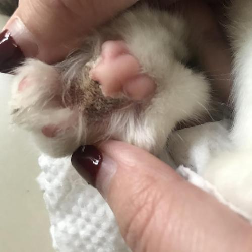 猫咪爪子被烫了怎么办,猫咪爪子被割伤怎么处理