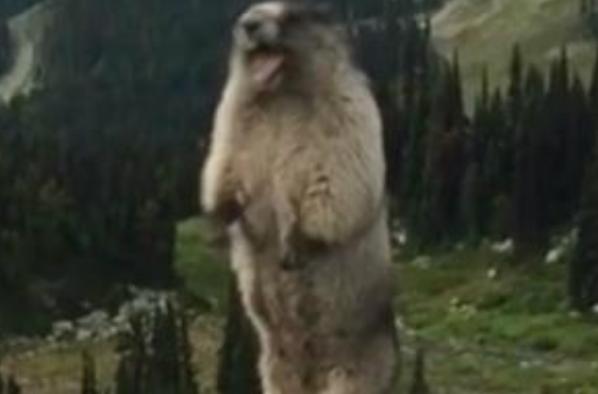 土拨鼠为什么对人类友善,土拨鼠被主人嫌弃