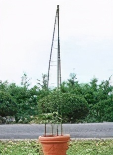 番茄种植过程如何避免死苗,番茄种植技术及解决方法