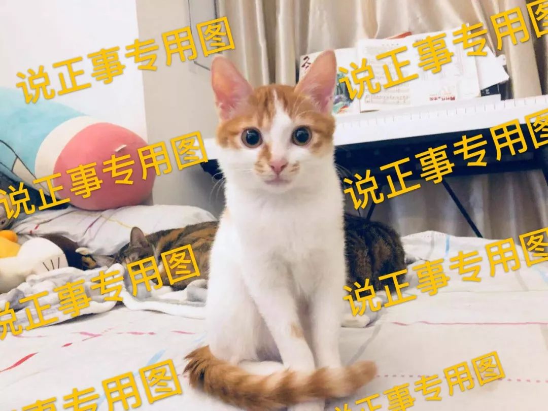 如何不洗澡让猫咪的毛发干净,怎么可以让猫咪不掉毛
