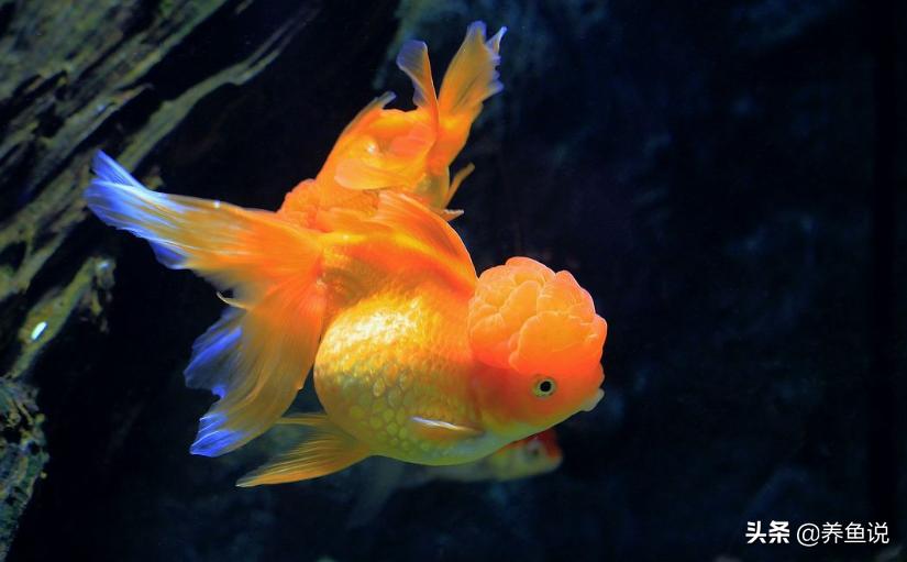 金鱼是中国特有品种吗,金鱼的各个品种都在几月出现